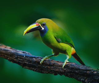 Aulacorhynchus: Conhecidos como tucaninhos, são menores e frequentemente têm bicos coloridos.