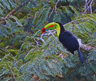 Beleza da natureza tucano do bico verde