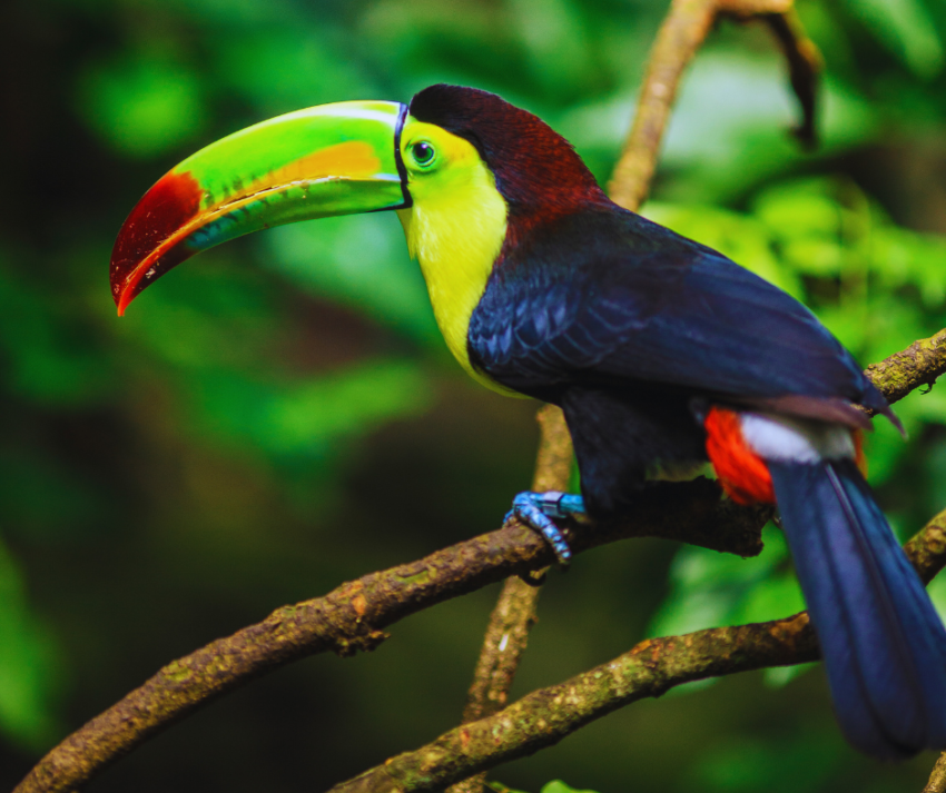 Tucano-do-Bico-Verde: A Exuberância das Florestas Tropicais