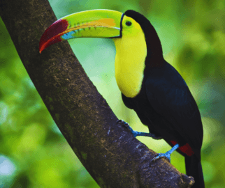 MidoriEcologiatucano-do-bico-verde
