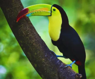 MidoriEcologiatucano-do-bico-verde
