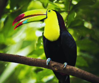 Tucano-do-bico-verde e suas cores encantadoras
