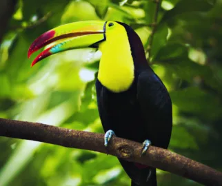 Tucano-do-bico-verde e suas cores encantadoras